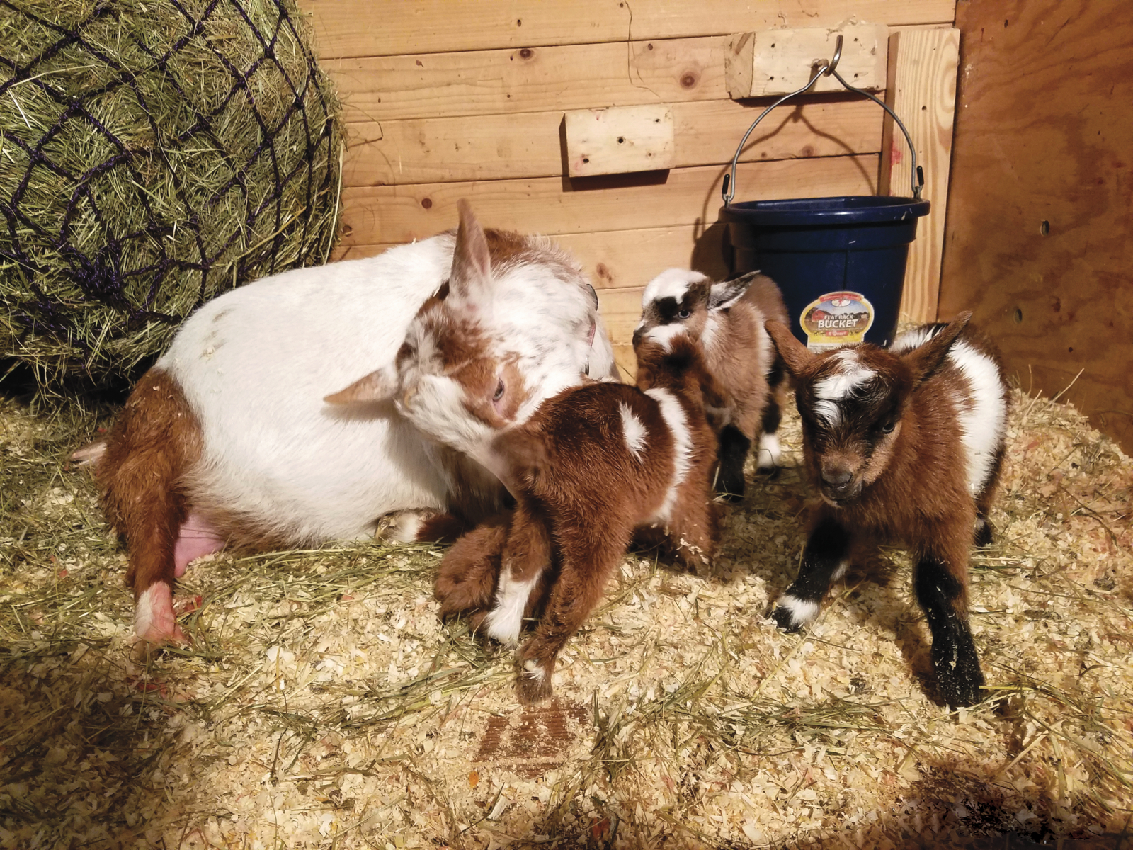 How Long is Goat Gestation?